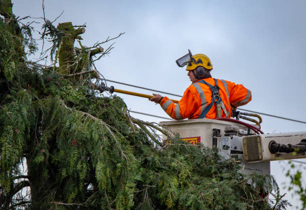 Seasonal Cleanup